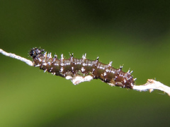 Colobura dirce dirce