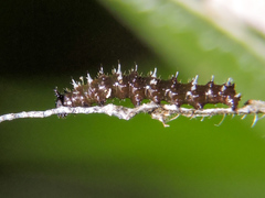 Colobura dirce dirce