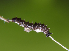 Colobura dirce dirce