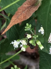 Pterallastes thoracicus