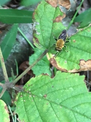 Pterallastes thoracicus