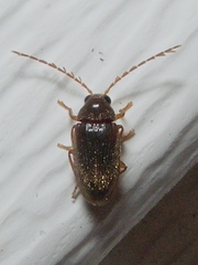 Ptilodactylidae