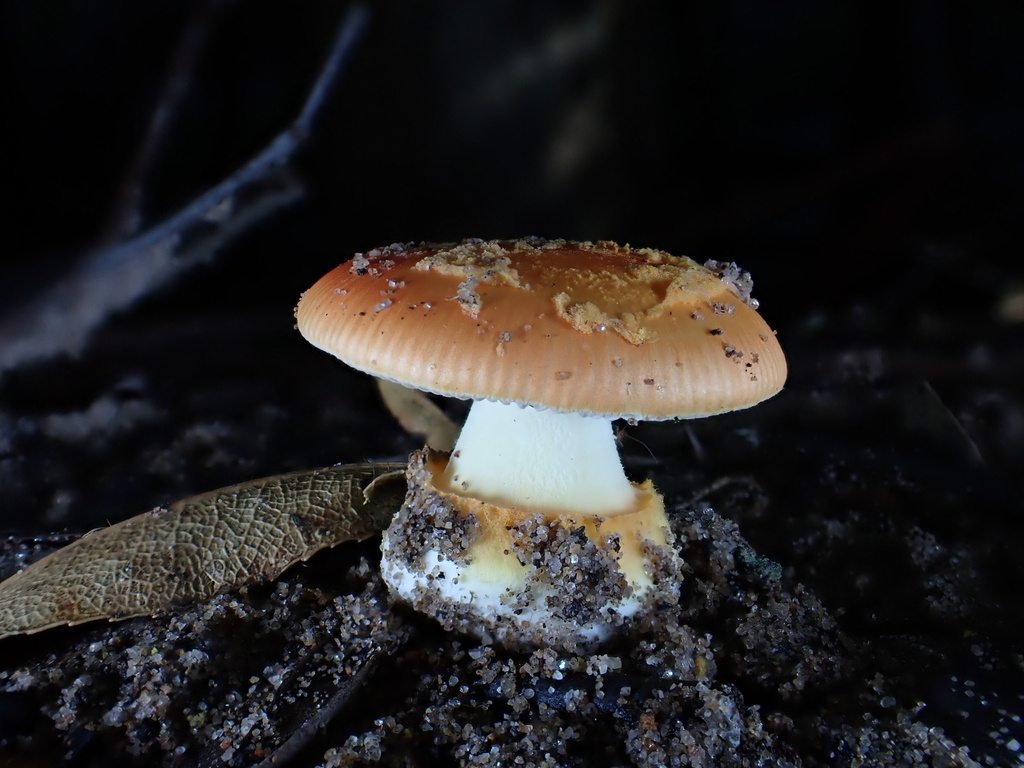 Amanita xanthocephala · May 2025 · photo: © oqt (iNaturalist, cc-by)