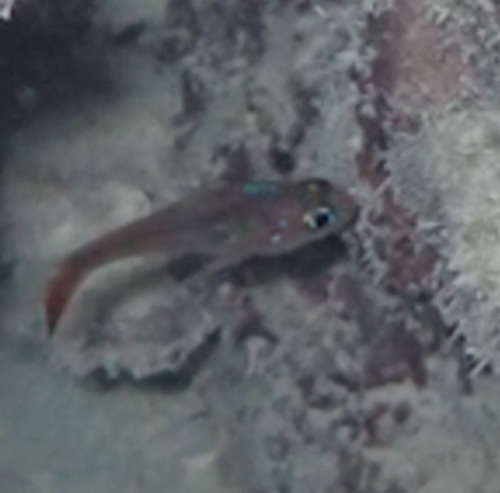 Apogon crassiceps observed 2025-05-13