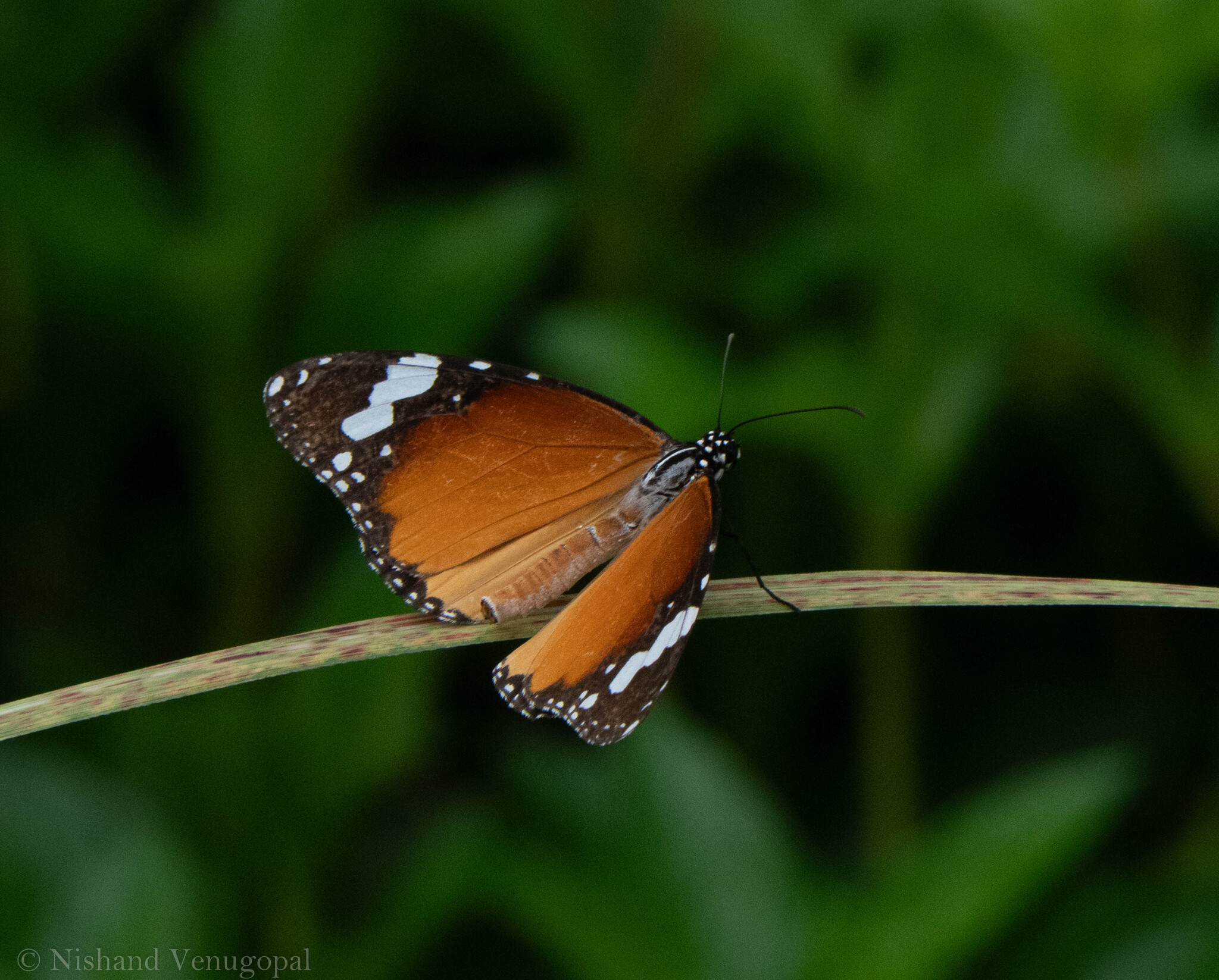 Plain Tiger