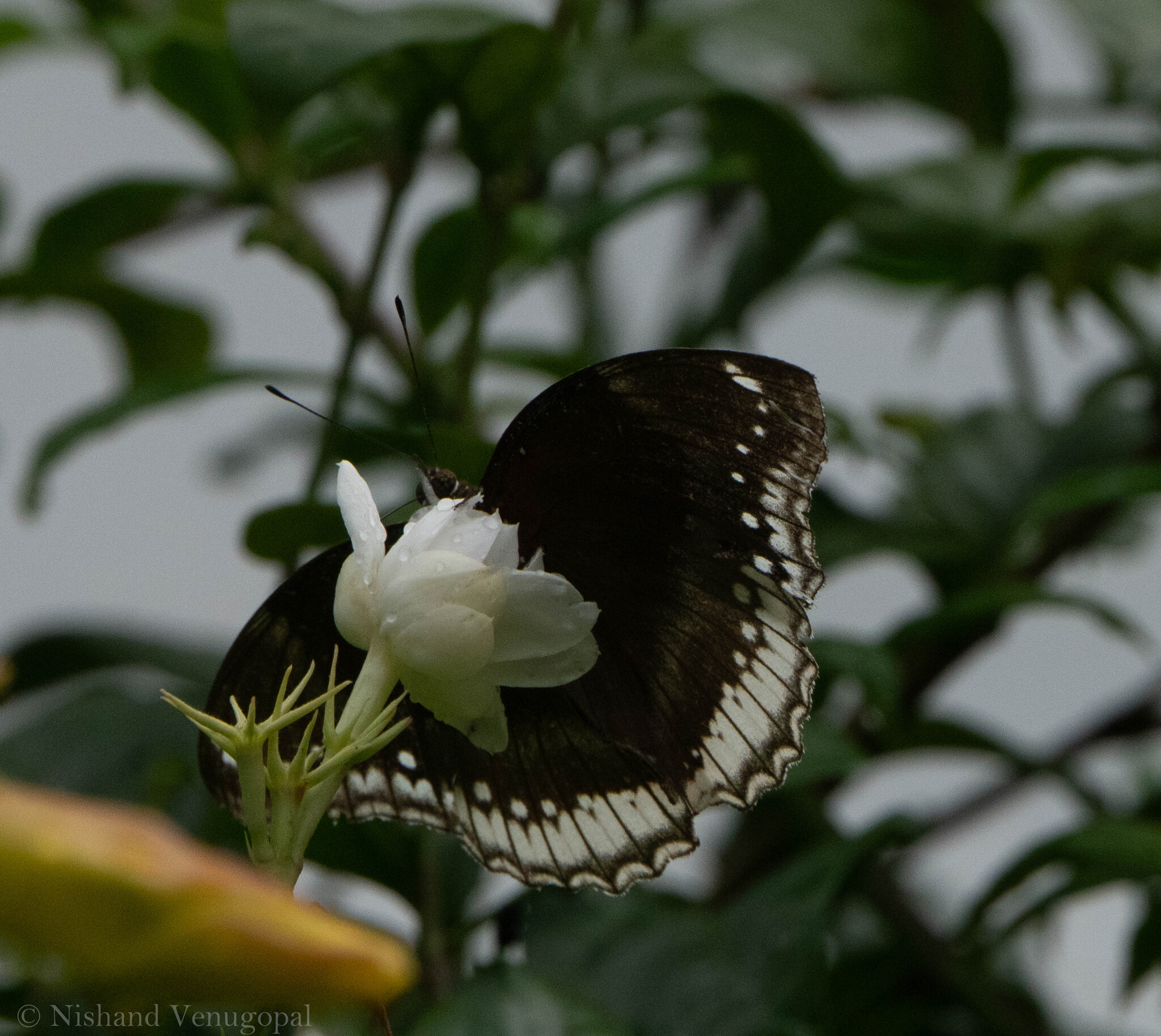 Great Eggfly