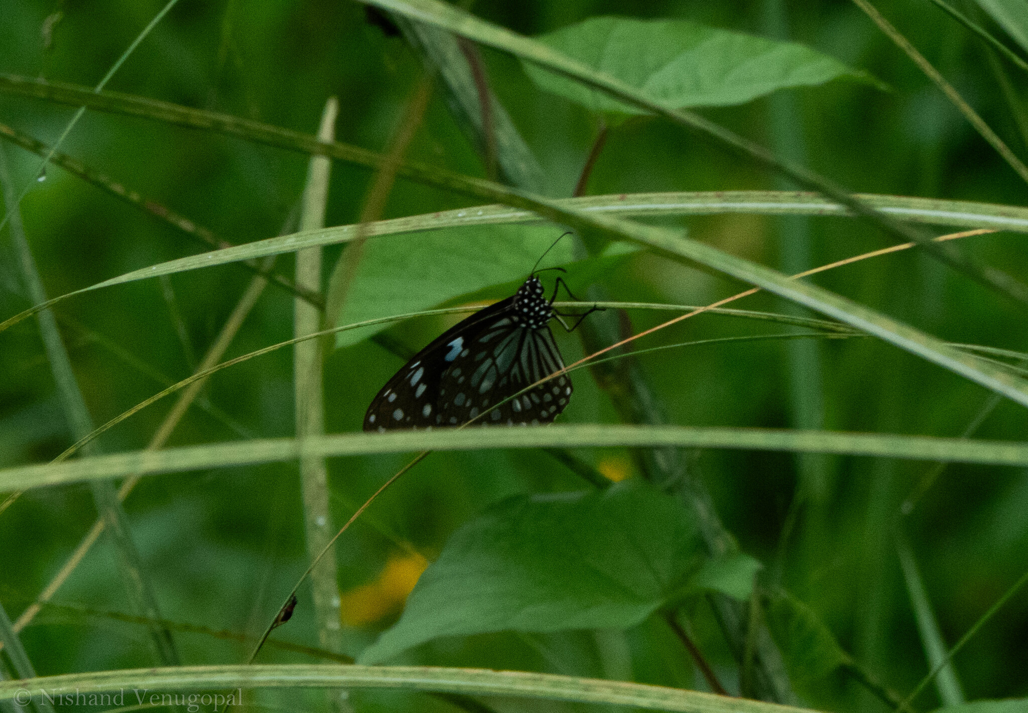 Blue Tiger