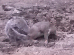 Sciurus carolinensis