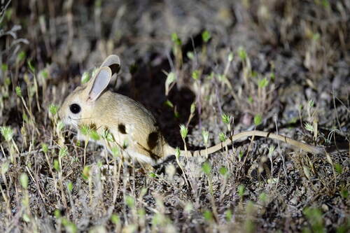 Small Five-toed Jerboa