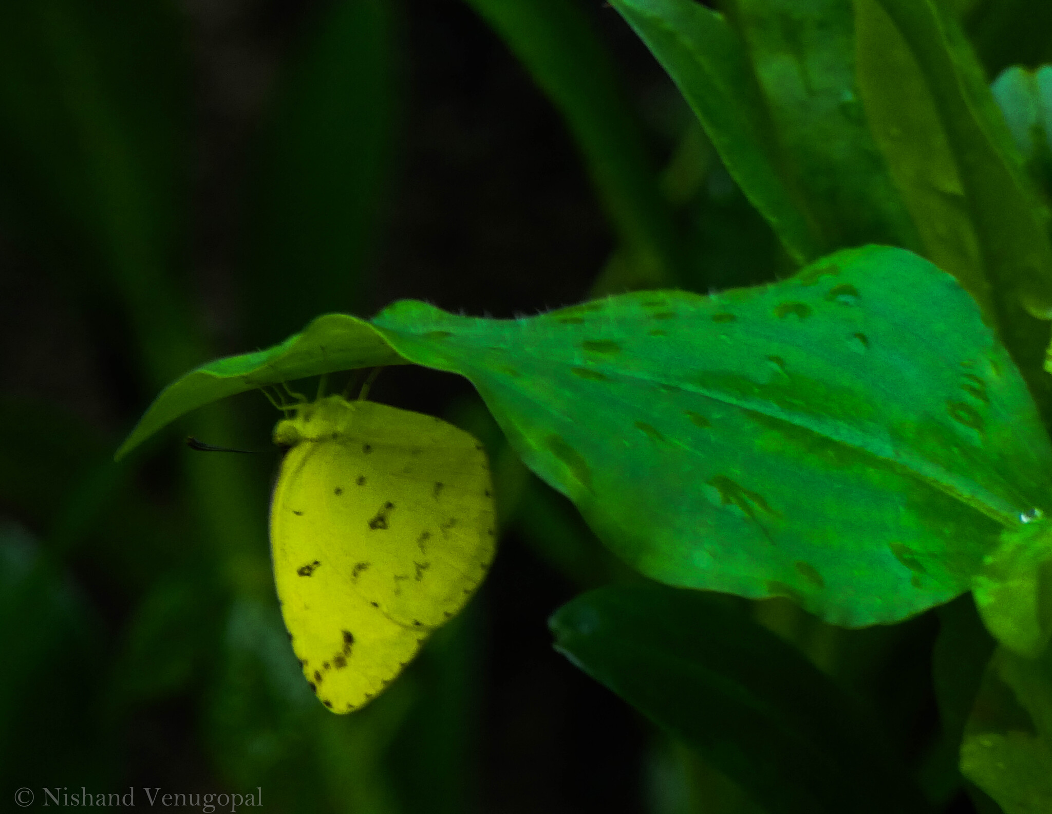 Common Grass Yellow