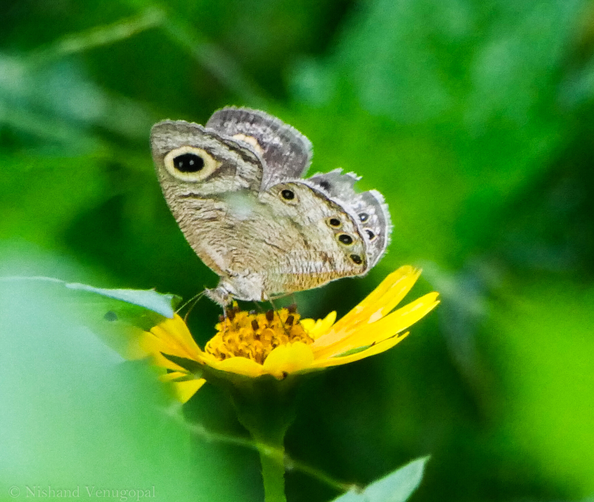 Common Four-Ring