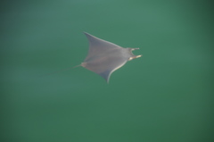 Mobula munkiana