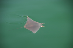 Mobula munkiana