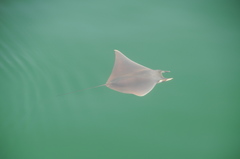 Mobula munkiana