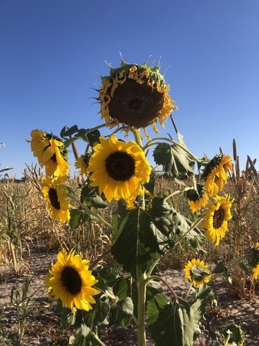 Common Sunflower