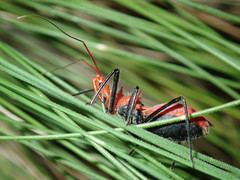 Gminatus wallengreni