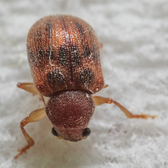 Xanthonia hirsuta