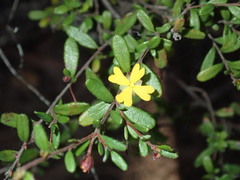 Hibbertia empetrifolia