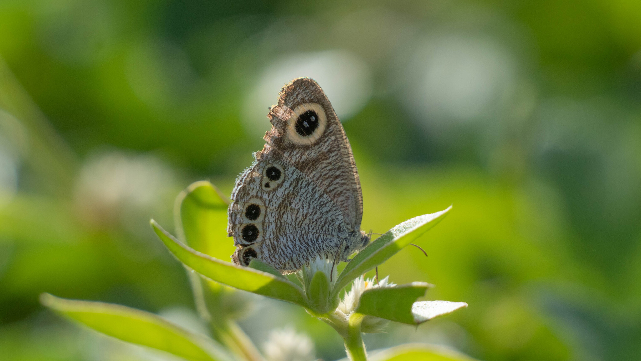 Common Four-Ring