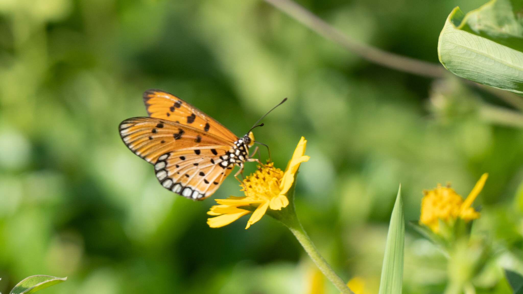 Tawny Coster
