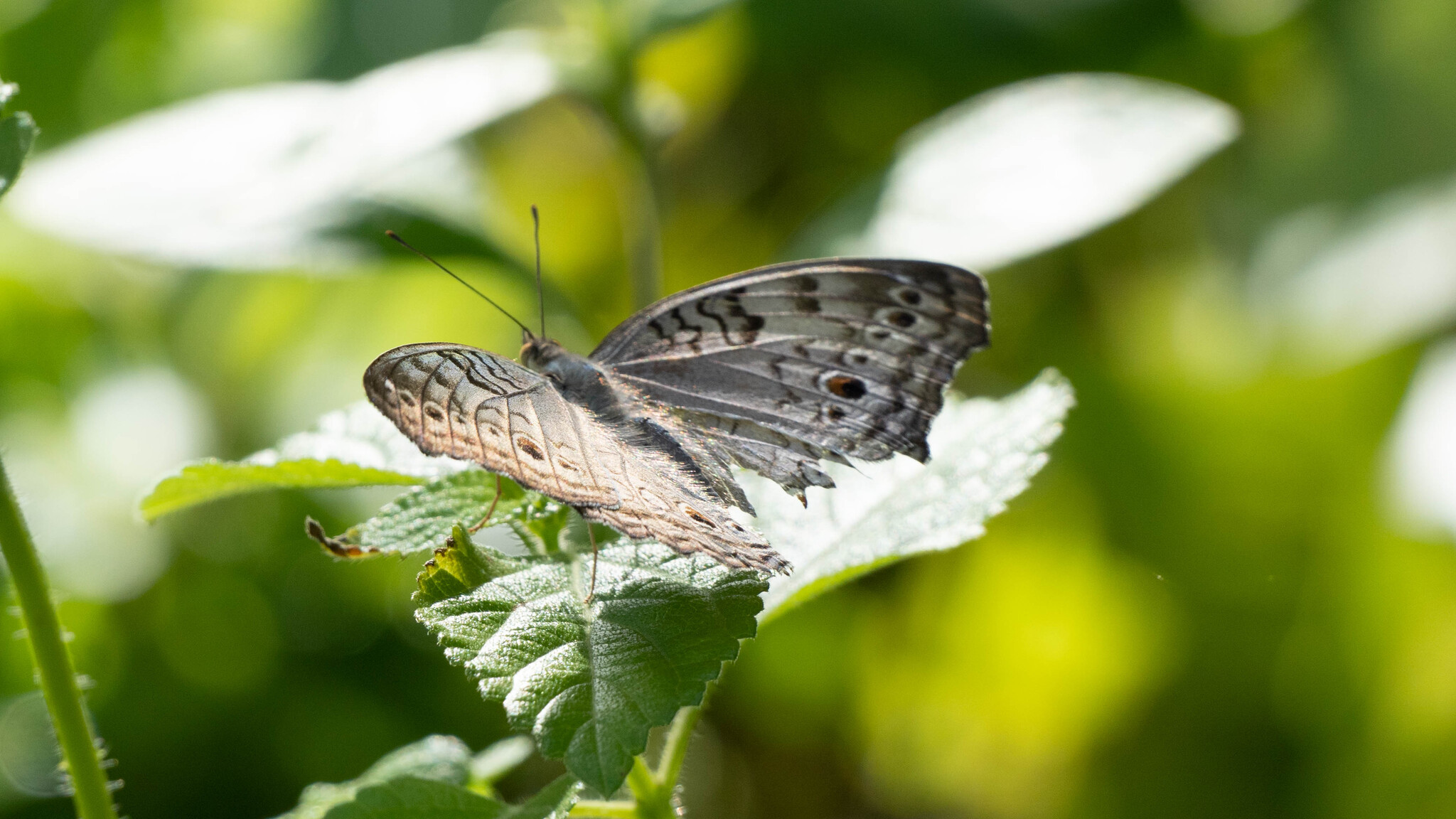 Grey Pansy