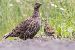 Sooty Grouse photo 2
