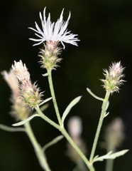 Centaurea diffusa