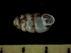 Gastrocopta pilsbryana image