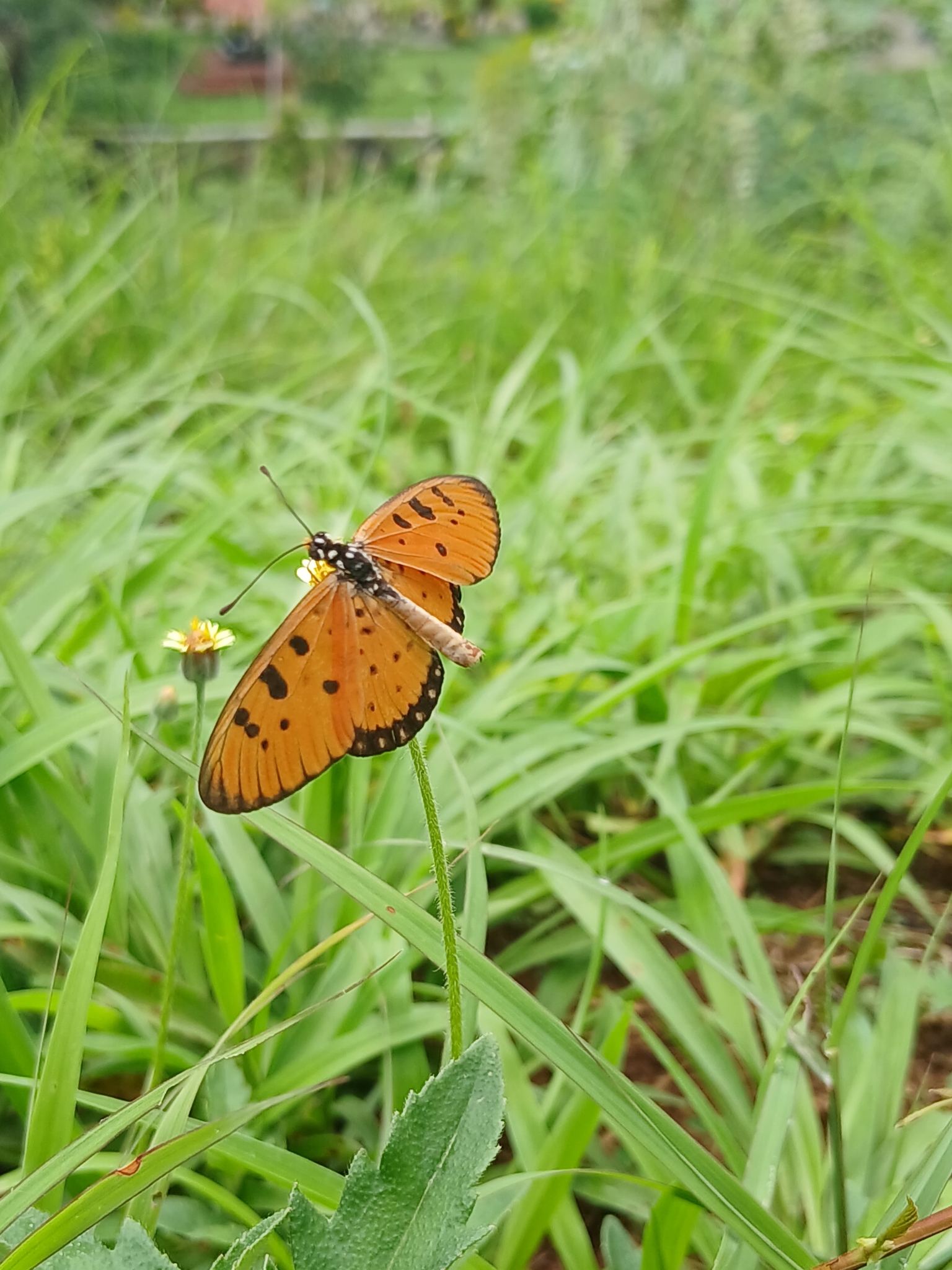 Tawny Coster