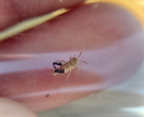 iNaturalist observation photo of Short-horned Grasshoppers
