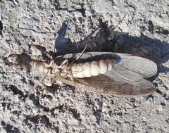 Corydalus bidenticulatus
