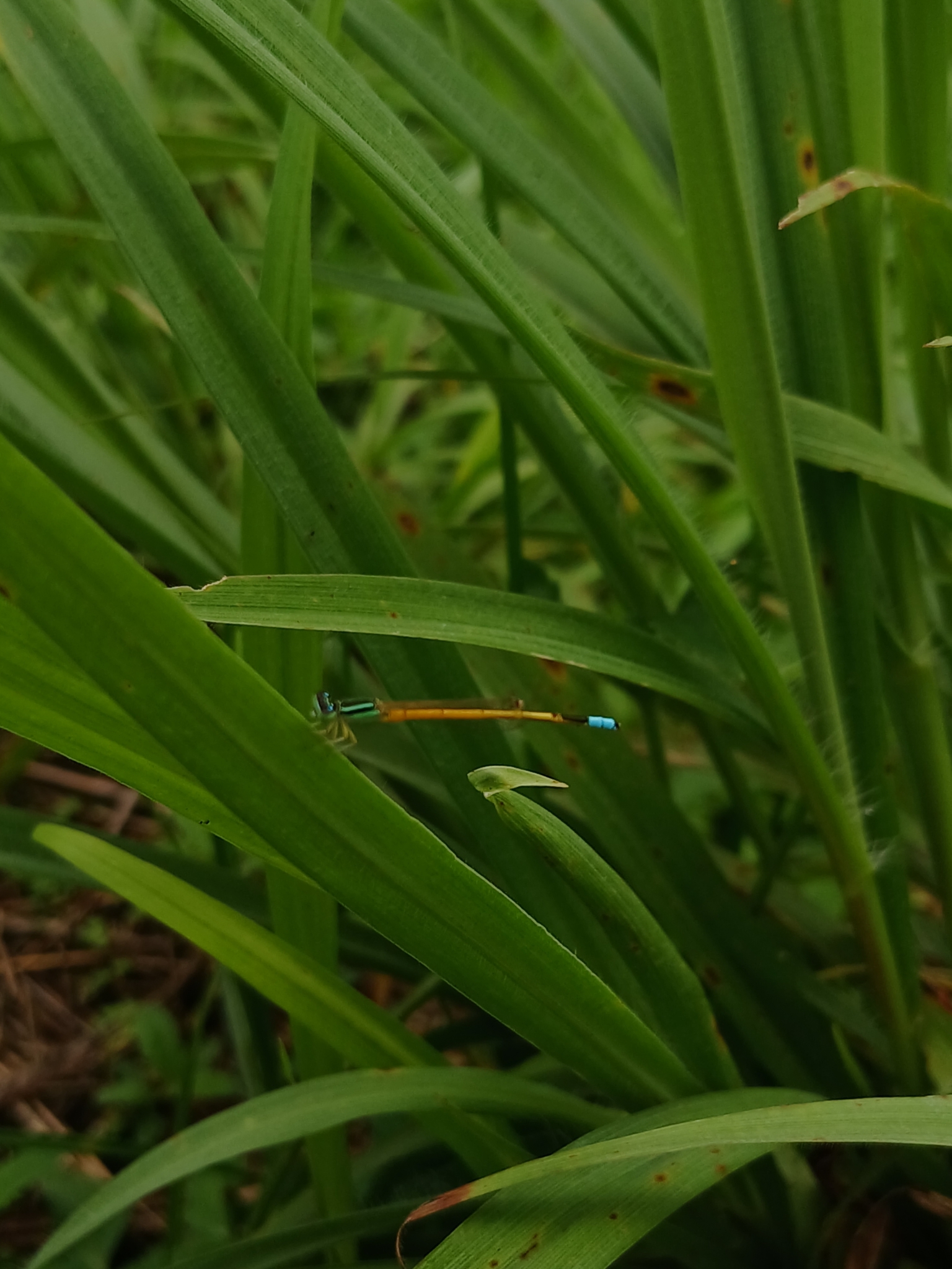 Golden Bluetail