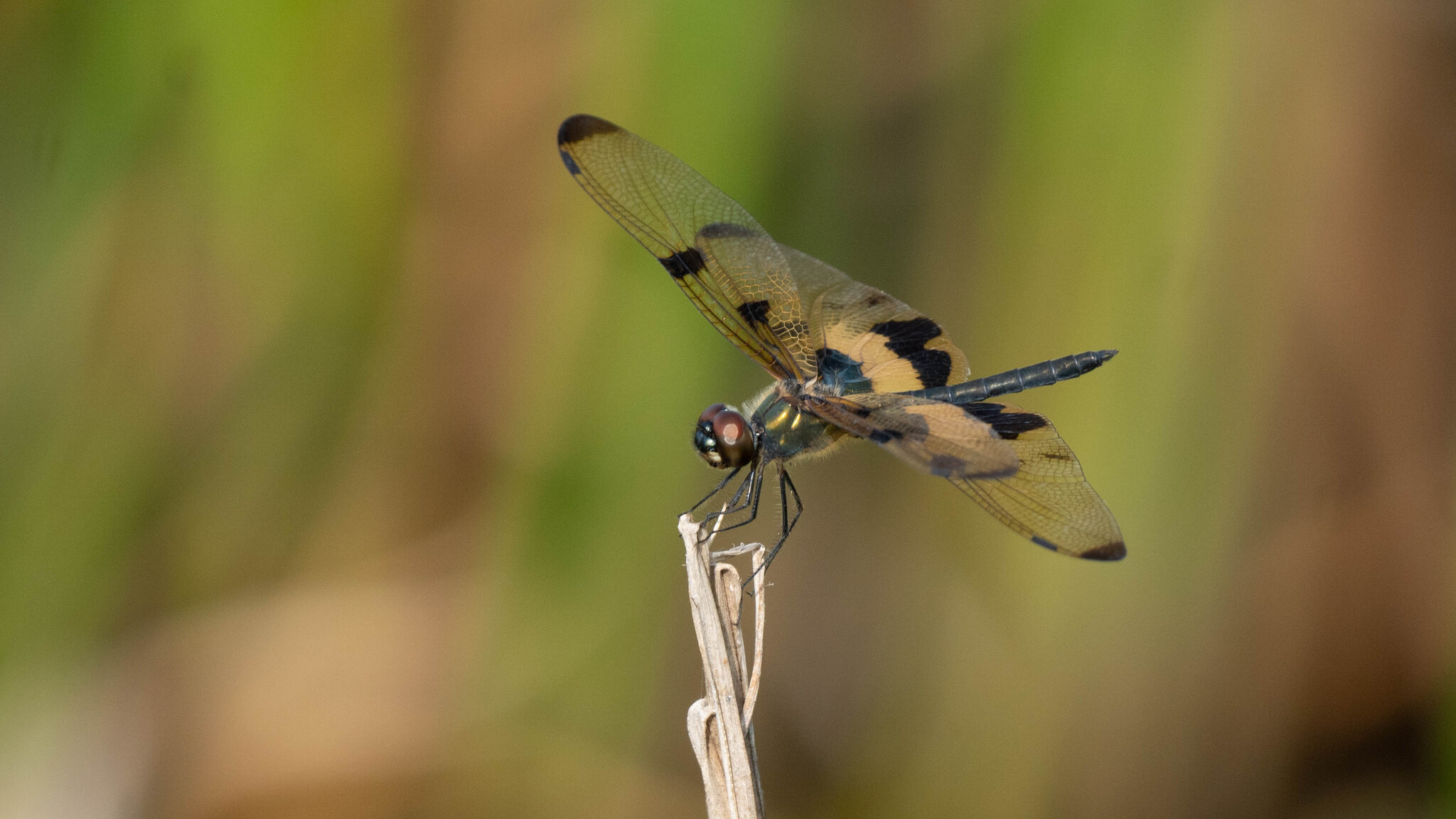 Common Picture Wing
