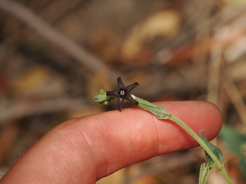 Darkstar Milkvine (Chthamalia atrostellata)