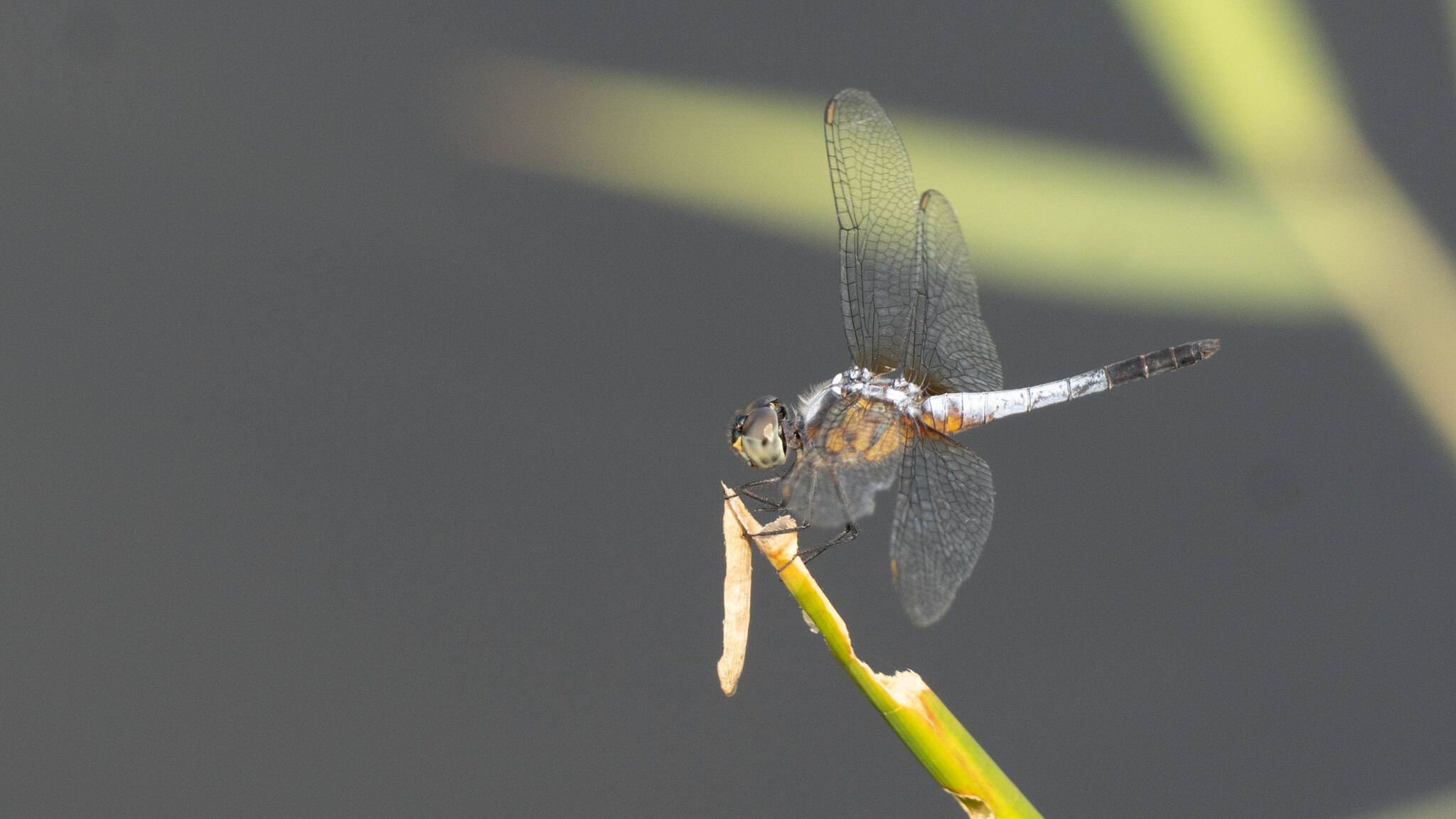 Rufous-Backed Marsh Hawk