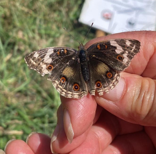 Blue-spot Pansy