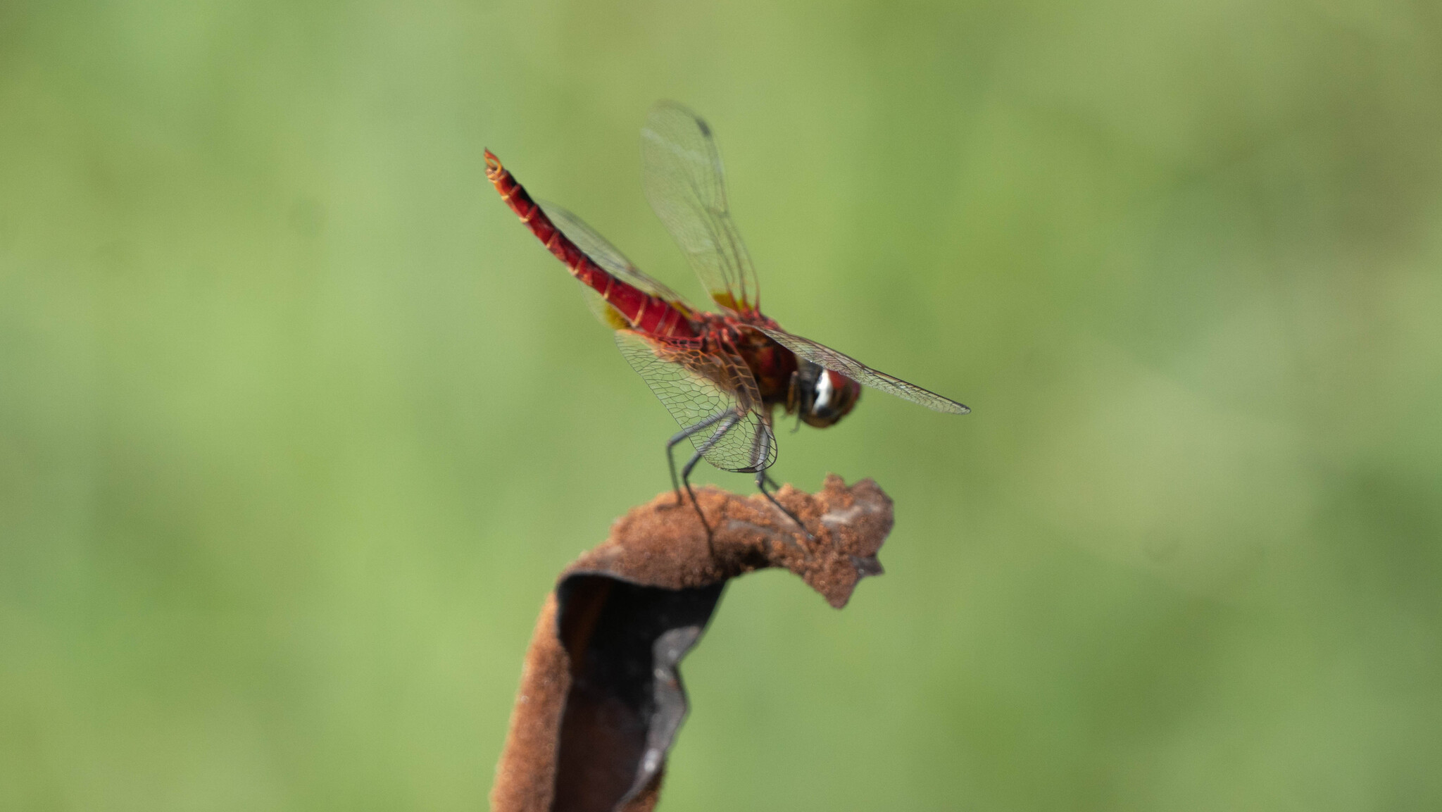Greater Crimson Glider