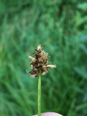 Carex nervina