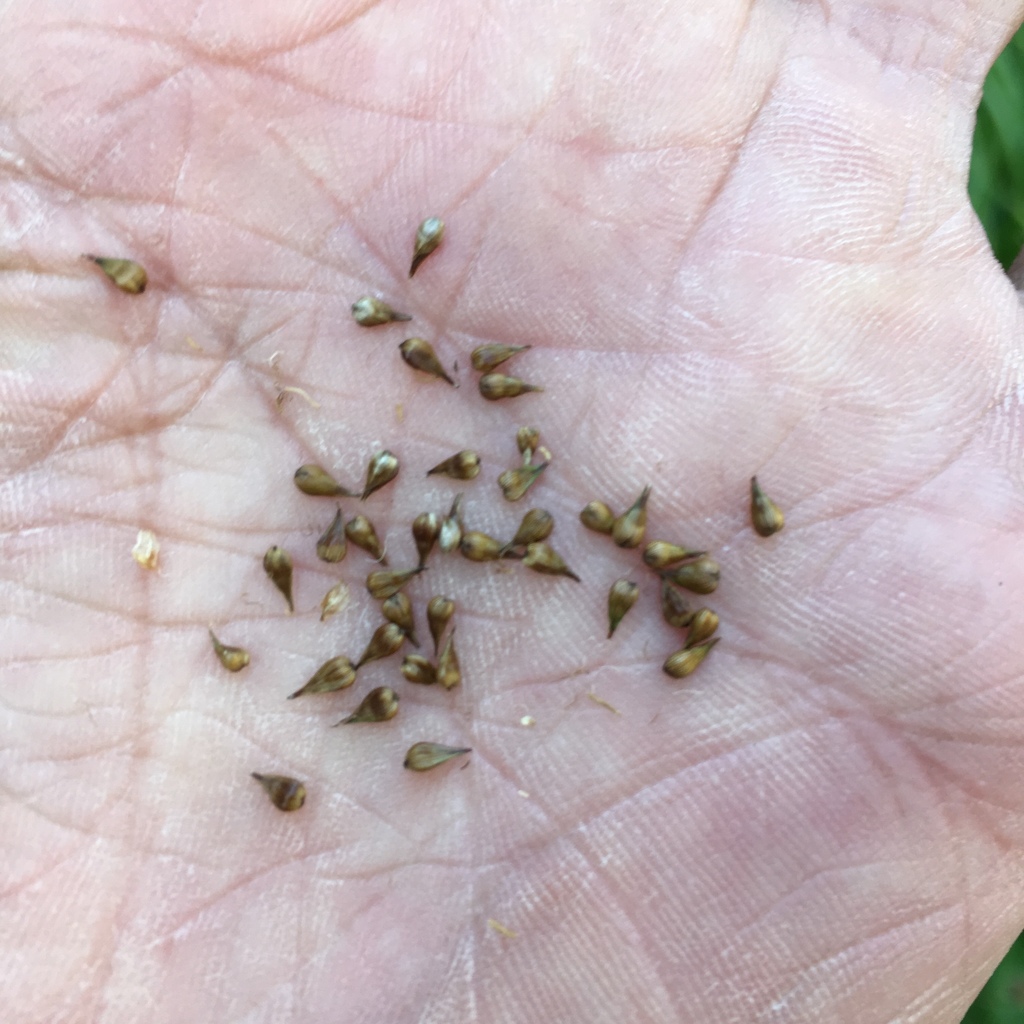Sierra sedge from Markleeville, CA, US on September 9, 2019 at 03:28 PM ...