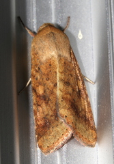 Australothis rubrescens