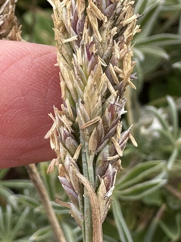Poa unilateralis, 2025-05-27