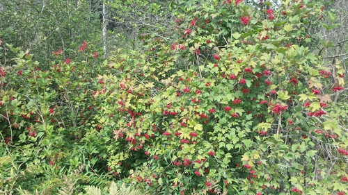 Paprastasis putinas nuotrauka