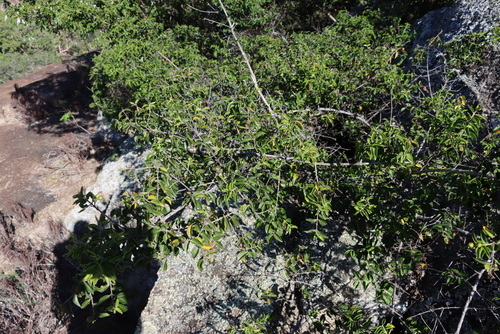 Matobo Bitterberry (Strychnos matopensis)