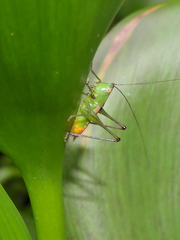 Conocephalus ictus