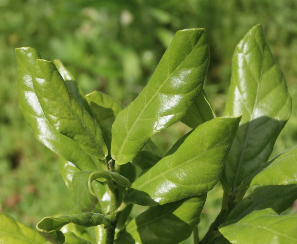 Pennantia baylisiana