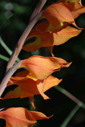 Gladiolus dalenii