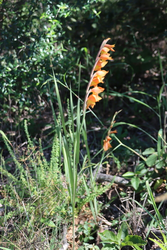 Gladiolus dalenii