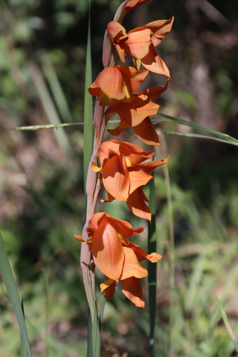 Gladiolus dalenii