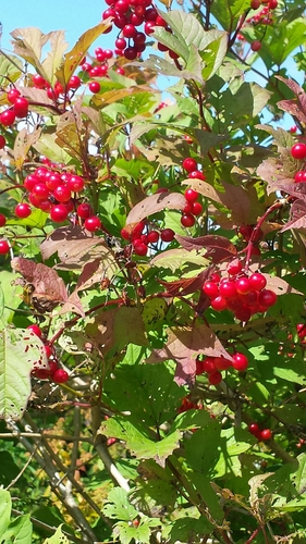 Viburnum opulus