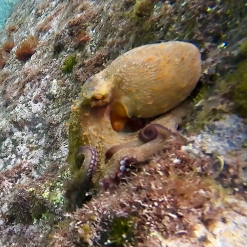 Octopus vulgaris